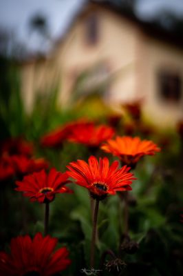 Shinn Historical Park and Arboretum by null