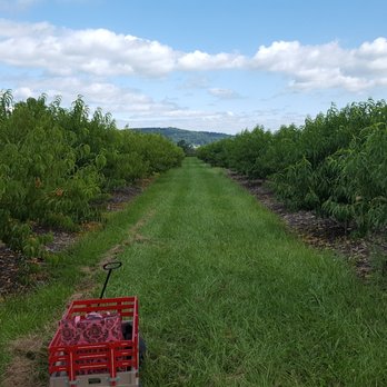 Brecknock Orchard - PEACHES!!!!! - Fruits & Veggies Near Me - Mohnton, Pennsylvania