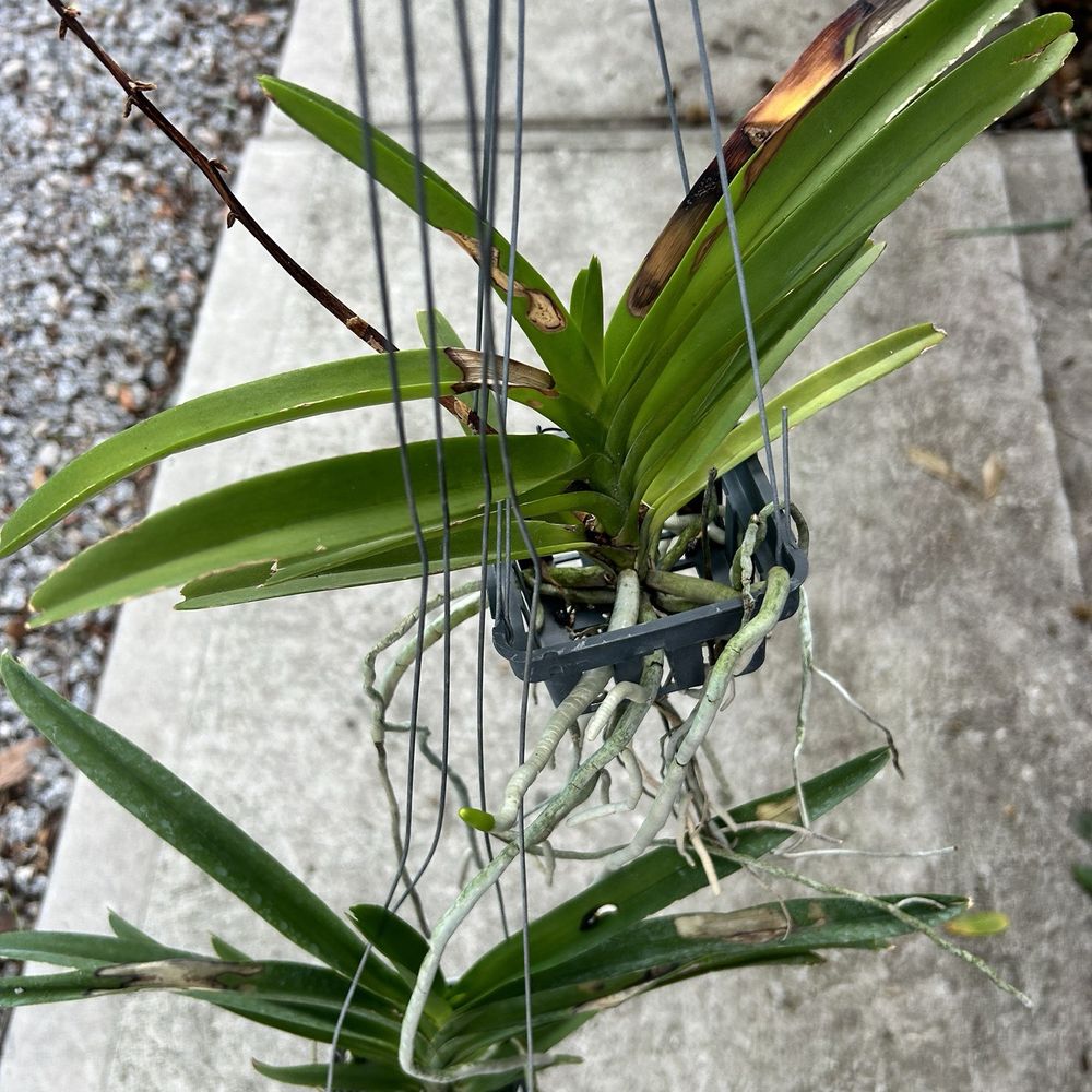 R & R Orchids - This is the quality he sends. Just look at those roots. Purchase better $15 bag babies at Lowe's - Farms Near Me - West Palm Beach, Florida R & R Orchids - This is the quality he sends. Just look at those roots. Purchase better $15 bag babies at Lowe's - Farms Near Me - West Palm Beach, Florida