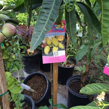 Long Phung Bakery - They sell plants and trees too...in case you want to grow a Manila mango tree... - Bakeries Near Me - Westminster, California Long Phung Bakery - They sell plants and trees too...in case you want to grow a Manila mango tree... - Bakeries Near Me - Westminster, California