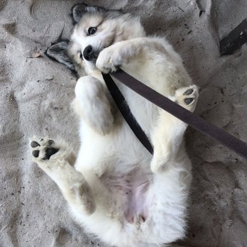 Muddy’s Dock Bar - a dog laying on its back on a leash - Beer Bar Near Me - Mount Pleasant, South Carolina