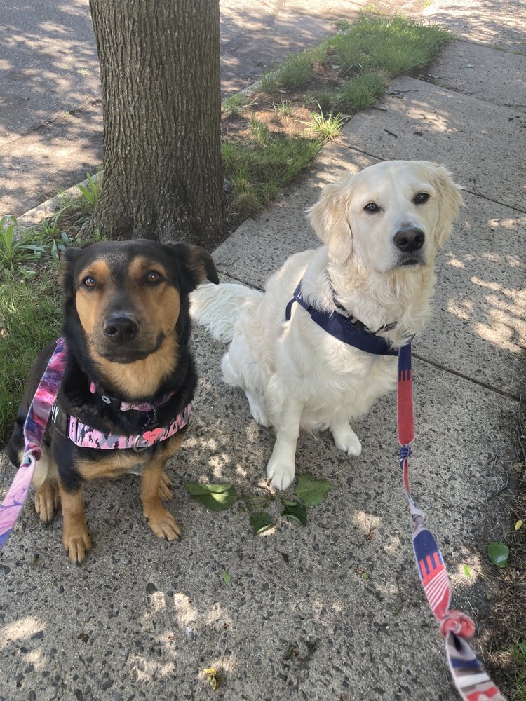 Local Pet Nanny - pet boarding facility in Edison, NJ
