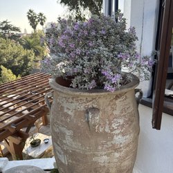 Dream Garden - Pot and plant