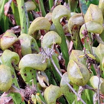 Darlingtonia State Botanical Wayside - Close-up of cobra lilies - Parks Near Me - Florence, Oregon