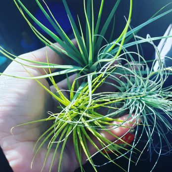 Plant Safari - Nurseries & Gardening Near Me - Upland, California Plant Safari - Nurseries & Gardening Near Me - Upland, California