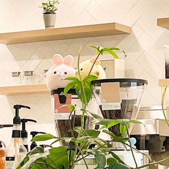 Sweet Talk Cafe - Cute animals. - Cafes Near Me - Apex, North Carolina Sweet Talk Cafe - Cute animals. - Cafes Near Me - Apex, North Carolina