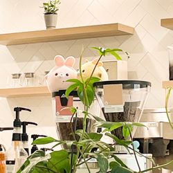 Sweet Talk Cafe - Cute animals.