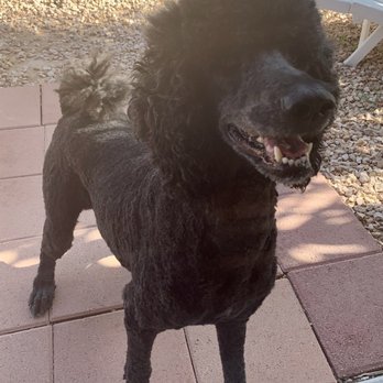 Desert Dog Day Spa - Pet Services Near Me - Mesquite, Nevada