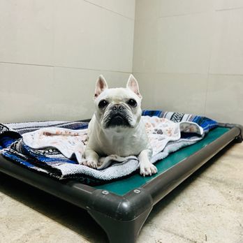 Wags 2 Whiskers - Pet Sitting Near Me - Culver City, California