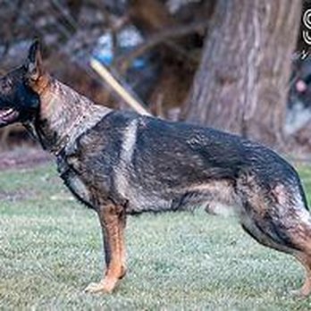Gannett K9 - Pet Training Near Me - Saint John, Washington Gannett K9 - Pet Training Near Me - Saint John, Washington