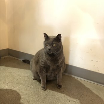 Cat & Craft - Mr. Tuna Tank - Coffee & Tea Near Me - Vista, California Cat & Craft - Mr. Tuna Tank - Coffee & Tea Near Me - Vista, California