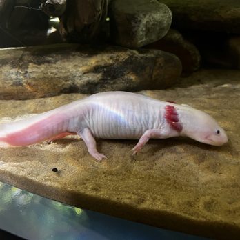 Vancouver Aquarium - Pale Axolotl - Aquariums Near Me - Vancouver, British Columbia Vancouver Aquarium - Pale Axolotl - Aquariums Near Me - Vancouver, British Columbia