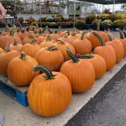 Spoth's Farm Market - Pumpkins and mums say FALL!