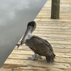 Bayou Marino Rv Park