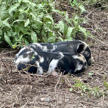 Toddy Pond Farm - The baby piglets taking a nap! - Attraction Farms Near Me - Monroe, Maine