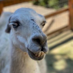 Greenspot Farm