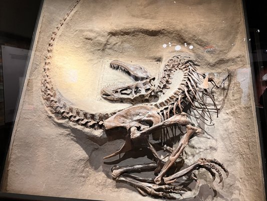 Royal Tyrrell Museum by null