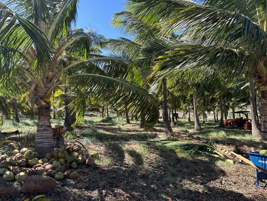 Punakea Palms by null