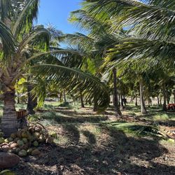 Punakea Palms - Coconut trees