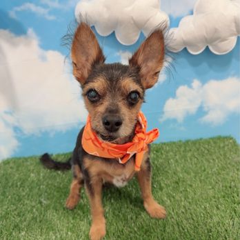 My Best Friend Dog Spa - Pet Groomers Near Me - Honolulu, Hawaii My Best Friend Dog Spa - Pet Groomers Near Me - Honolulu, Hawaii