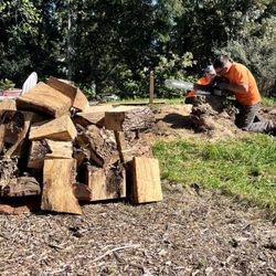 Southern Oregon Trees & Stumps - Lots of free firewood!
