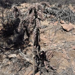 Davis Mountains Preserve - Davis Mountains Preserve 2.15.2025