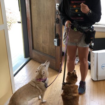 Andiamo Pet Services - Franklin and Millie, showing showing Dani some love. - Dog Walkers Near Me