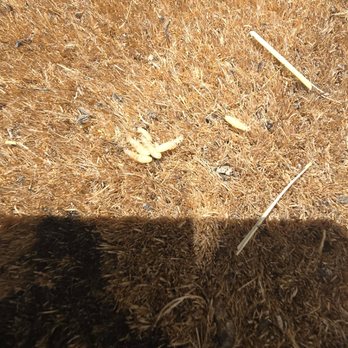 First Termite Solution - Termites - Pest Control Near Me First Termite Solution - Termites - Pest Control Near Me