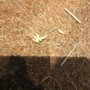 Photo of First Termite Solution