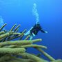 Photo of Island Divers Cozumel