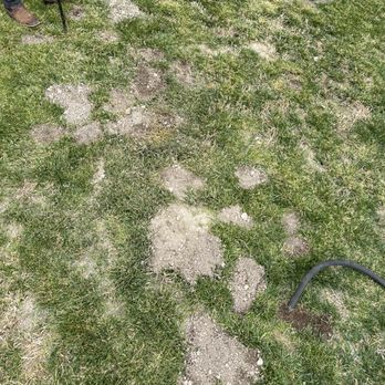 Nex Critter Control - Gopher Damage! - Pest Control Near Me Nex Critter Control - Gopher Damage! - Pest Control Near Me