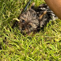 Teacup Yorkies In Texas - Only allowed outside in our covered tent be aware of owls; hanks otherwise they are main in doors but enough a grass roll now and then.