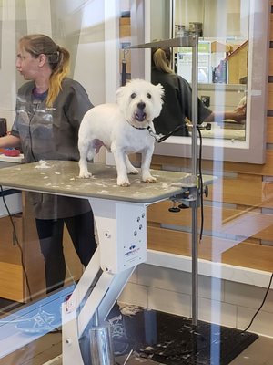 petco grooming sparks