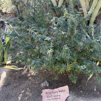 Moorten Botanical Garden - Nurseries & Gardening Near Me - Palm Springs, California Moorten Botanical Garden - Nurseries & Gardening Near Me - Palm Springs, California