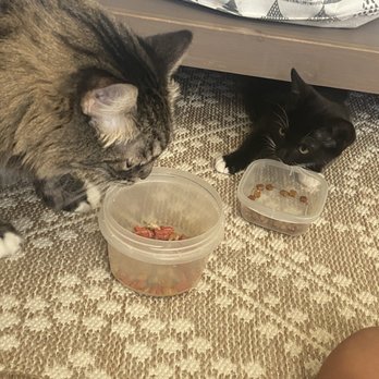 Catmandoo Rescue - Pet Adoption Near Me - Hawthorne, California