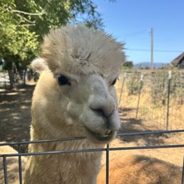 Alpacas