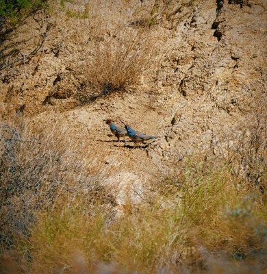 Cottonwood Spring by null