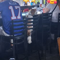 Cute dog gets a seat at the bar