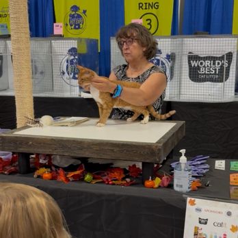 Chimbuka Devon Rex Cattery - Lord Tyrion being judged at the TICA PetExpo in Missisaugua, Ontario. - Pet Adoption Near Me - St. Catharines, Ontario