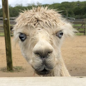 Island Alpaca - Knitting Supplies Near Me - Oak Bluffs, Massachusetts