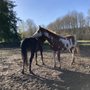 Photo of Our Soggy Bottom Ranch Pony Parties