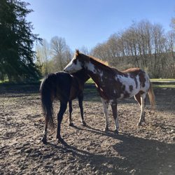 Our Soggy Bottom Ranch Pony Parties
