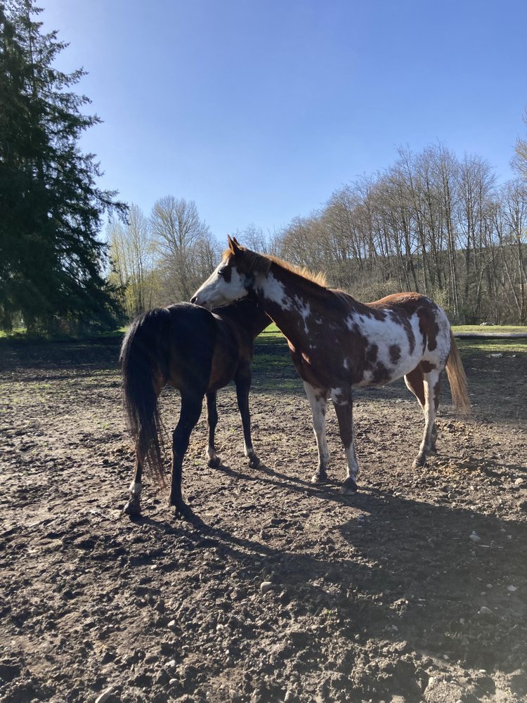Our Soggy Bottom Ranch Pony Parties - equestrian in Tenino, WA