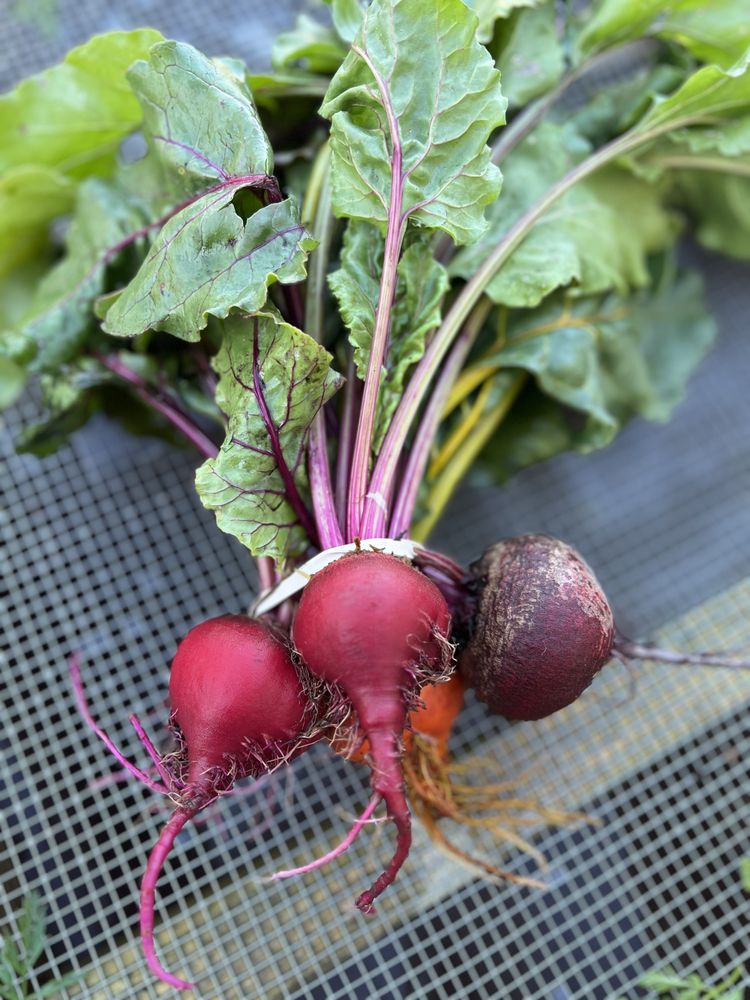 Tsedah Farms Logo