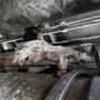 Photo of DPF Filter