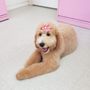 Photo of Tender Touch Pet Retreat And Spaw