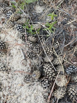 Indiana Dunes Visitor Center by null