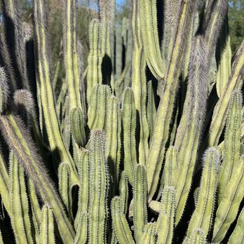 Desert Botanical Garden - Botanical Gardens Near Me - Phoenix, Arizona Desert Botanical Garden - Botanical Gardens Near Me - Phoenix, Arizona
