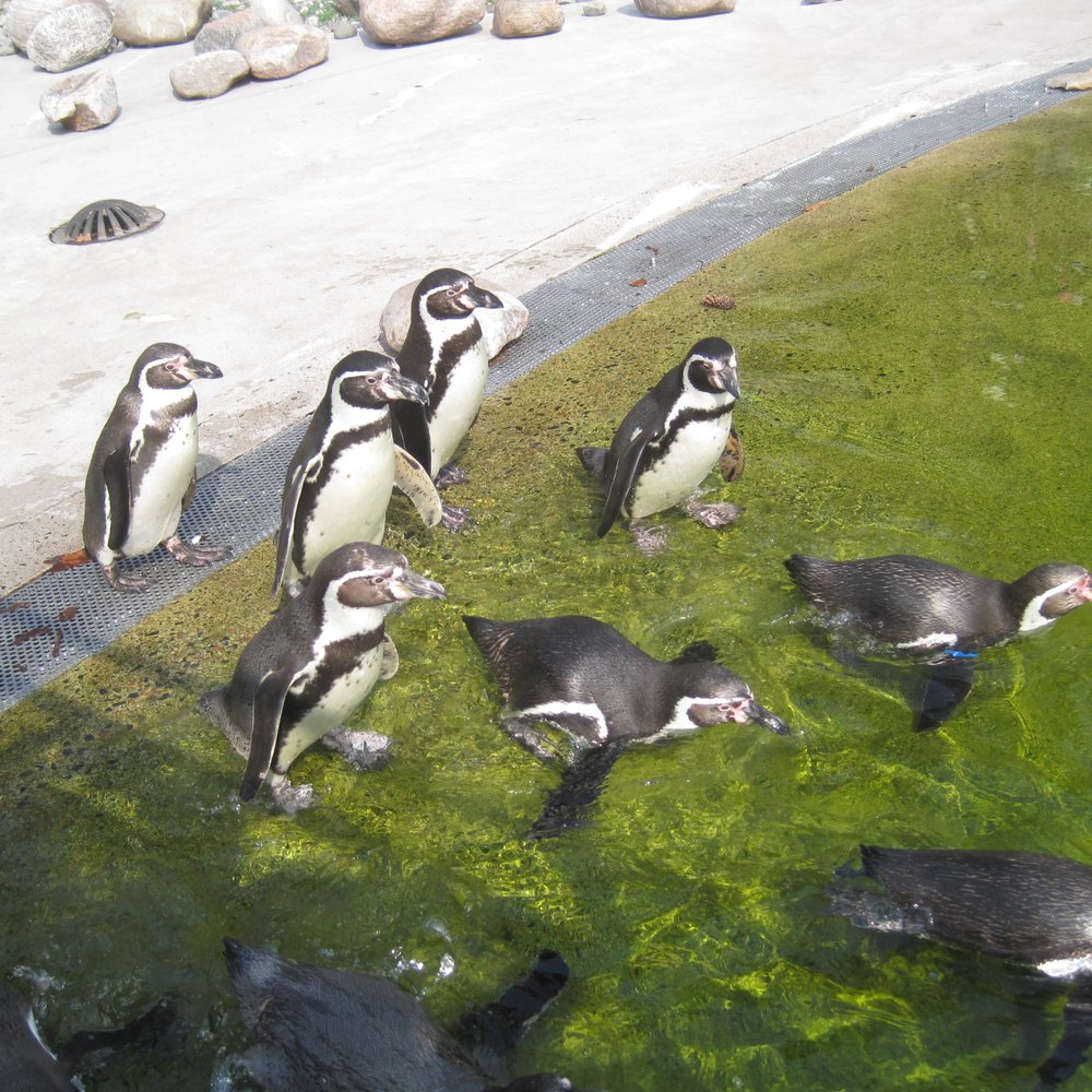 Slottsskogen - Zoos Near Me - Göteborg, O Slottsskogen - Zoos Near Me - Göteborg, O