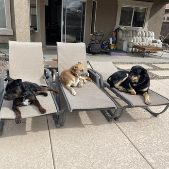 Rotten Rottie Rescue - My adopted dogs - Community Service/Non-Profit Near Me - Gilbert, Arizona